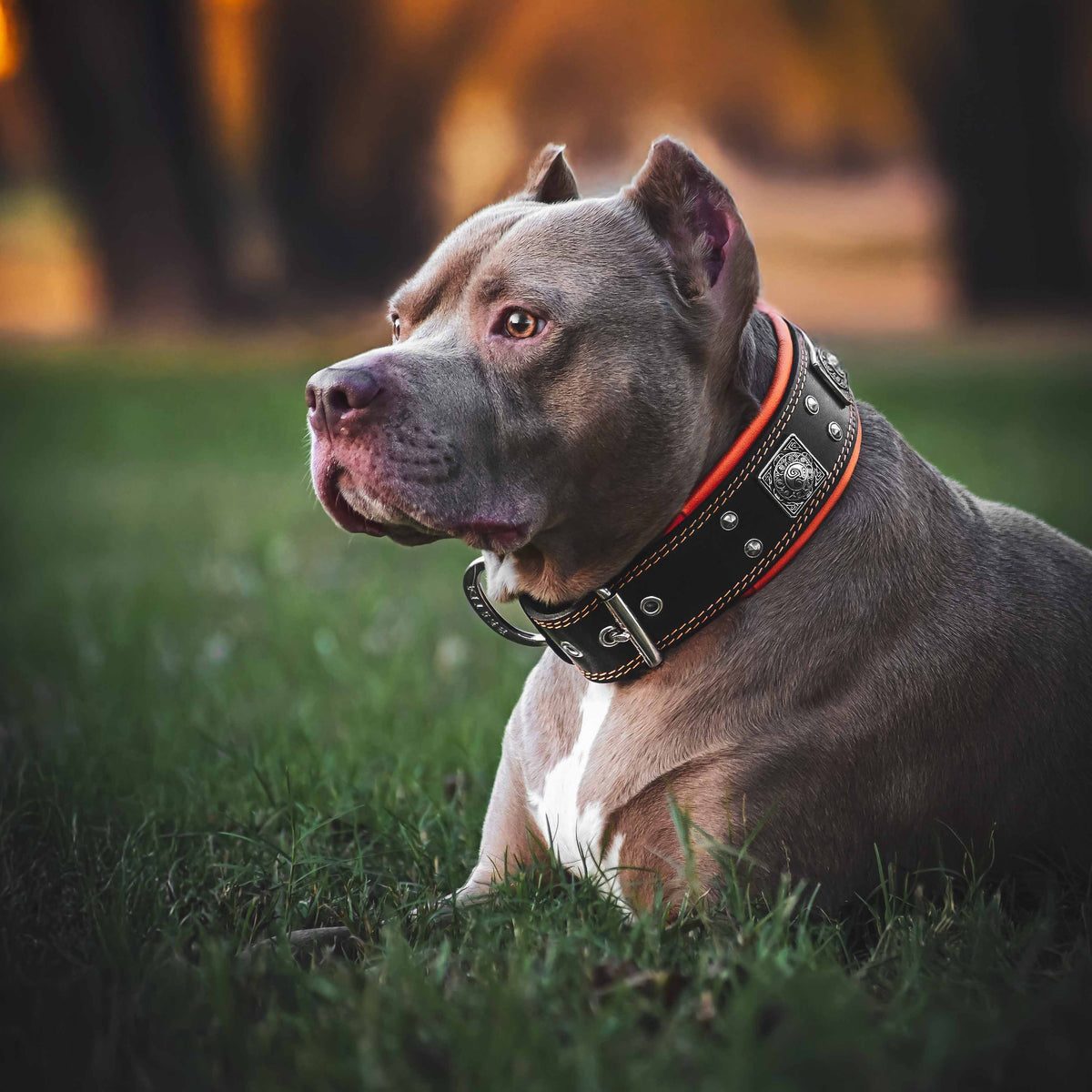 Eros Collar — Black & Orange (2.5 Inch)