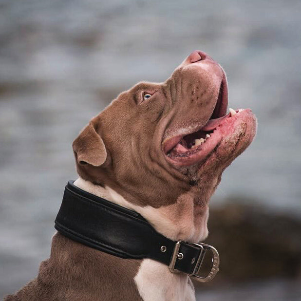 Style Collar — Black