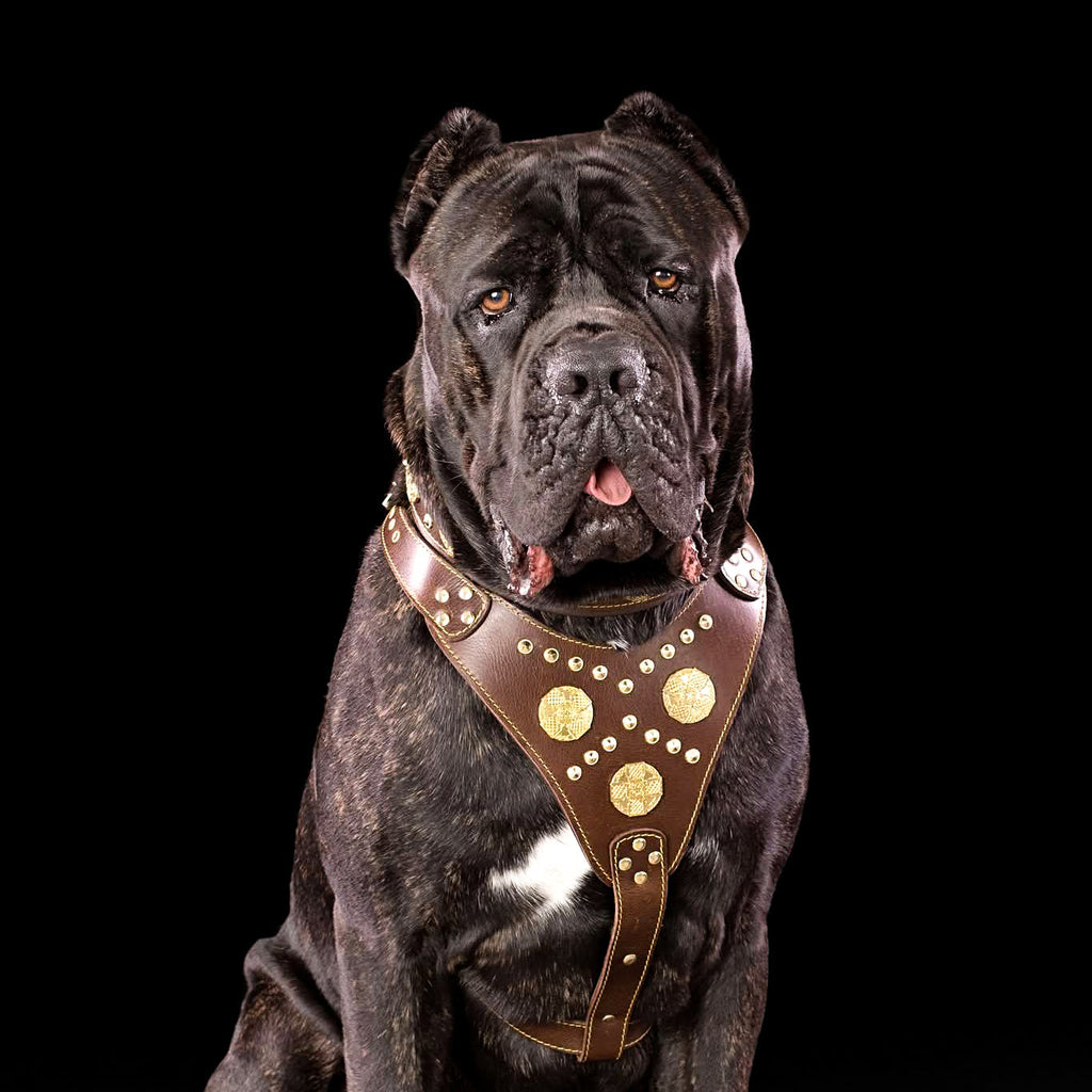 Maximus Harness — Brown & Gold (Big Dog)