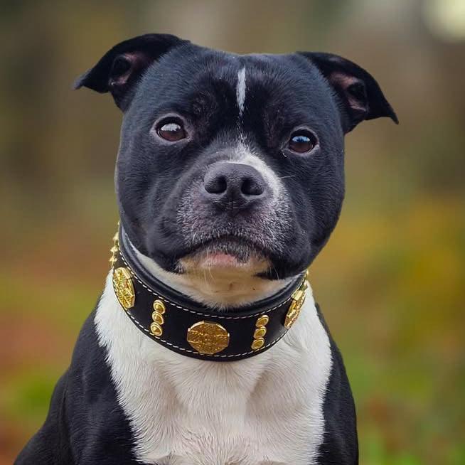 Maximus Collar — Gold Hardware (2 Inch)