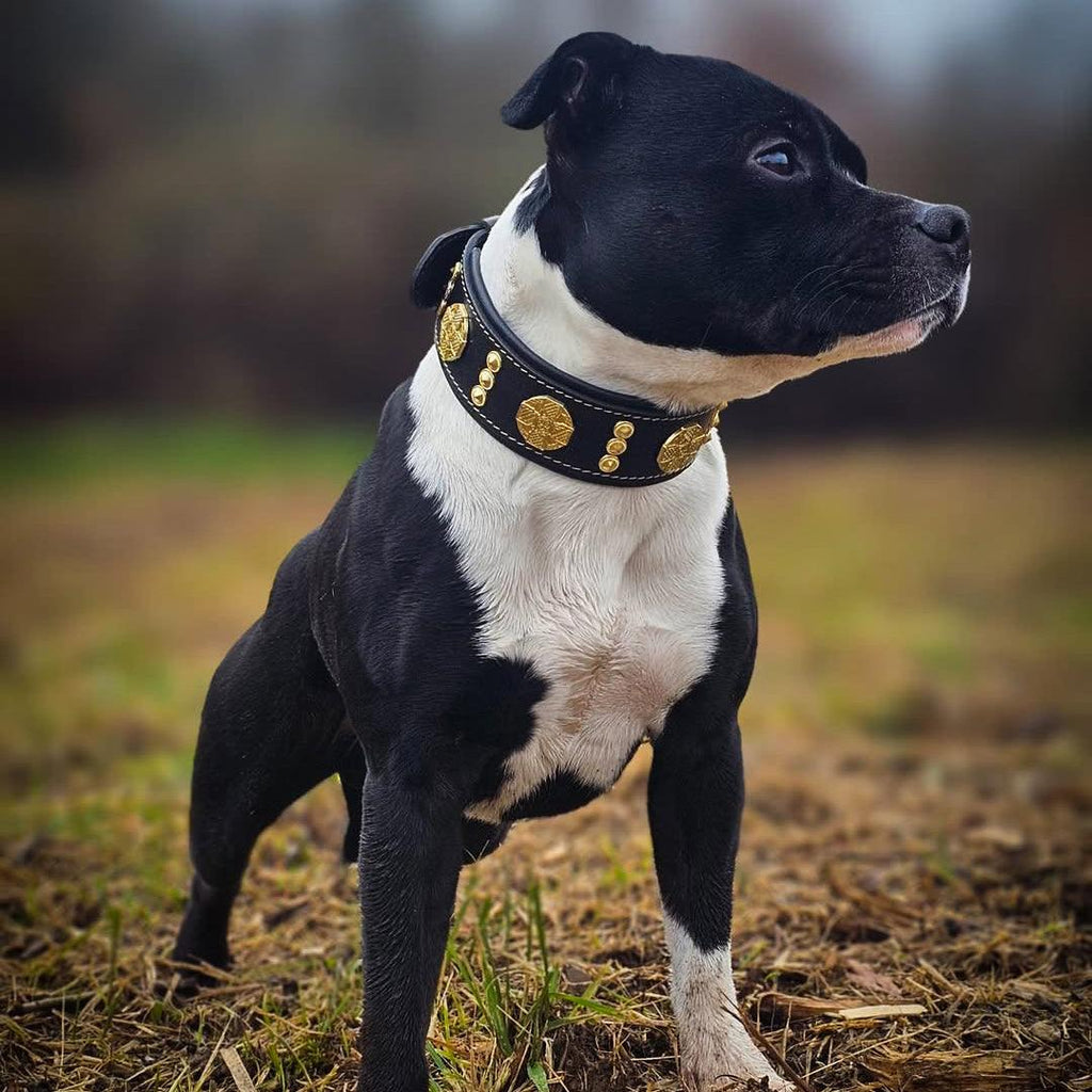 Maximus Collar — Gold Hardware (2 Inch)