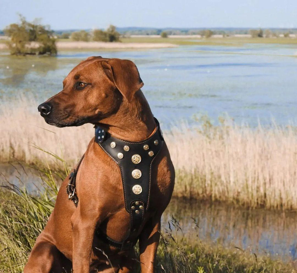 ''Bijou'' harness Black & Orange for big dogs