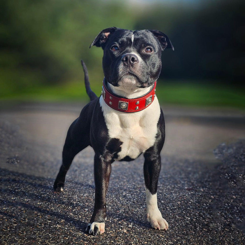 Eros Collar — Red (2 Inch)