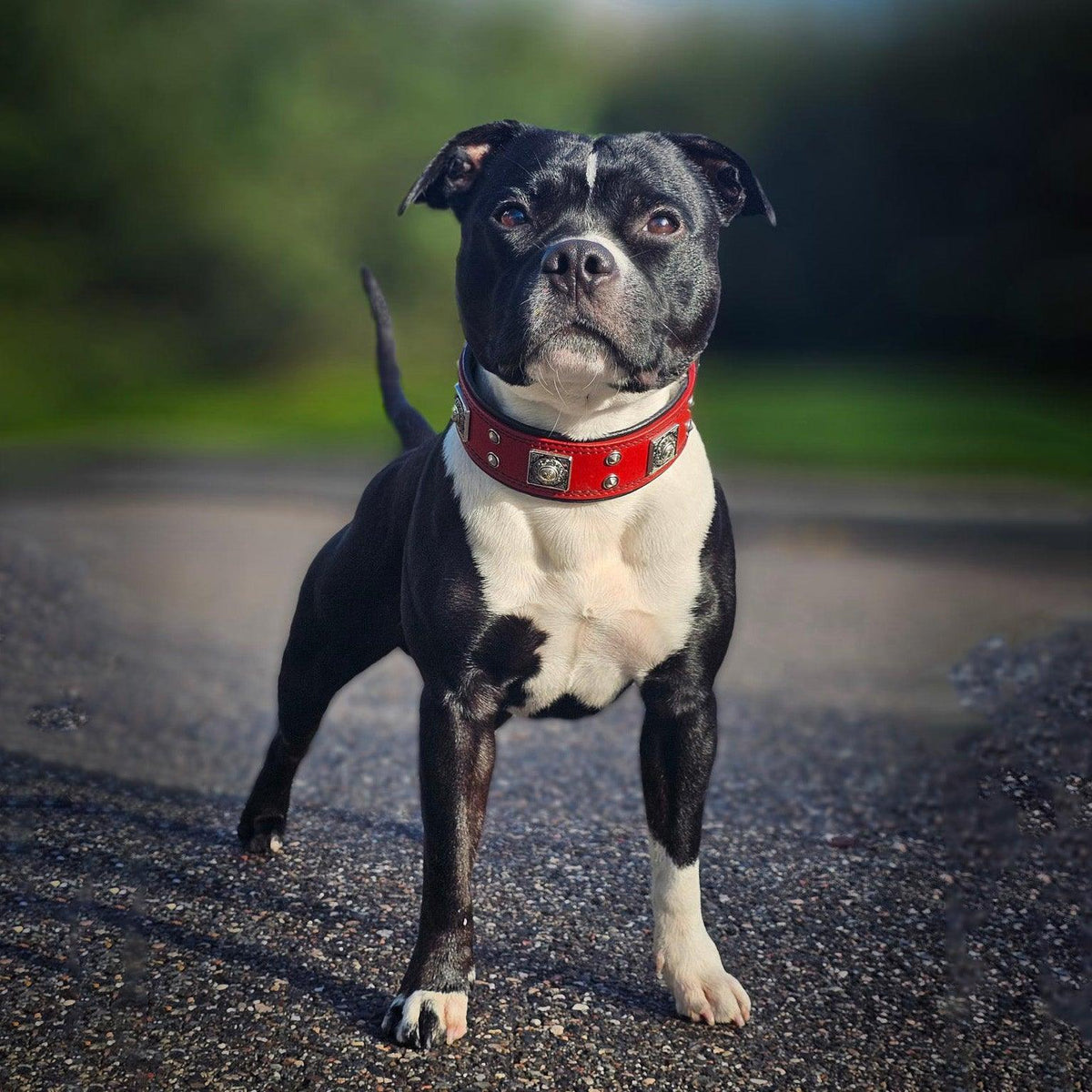 Eros Collar — Red (2 Inch)