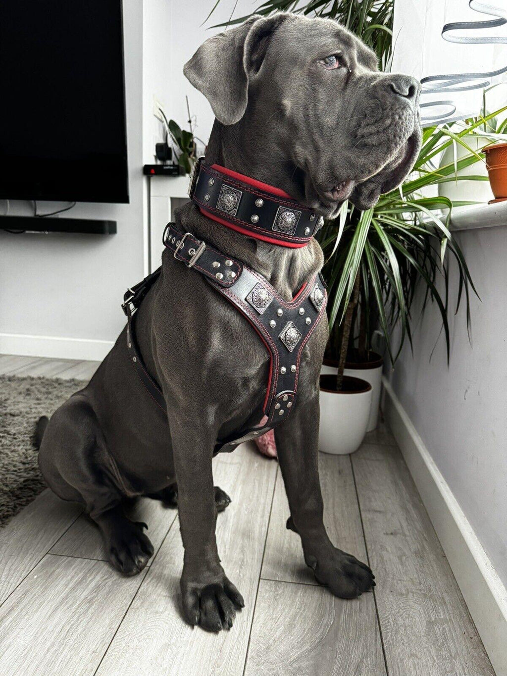 Eros Big Dog Harness, Collar & Leash Set — Black & Red