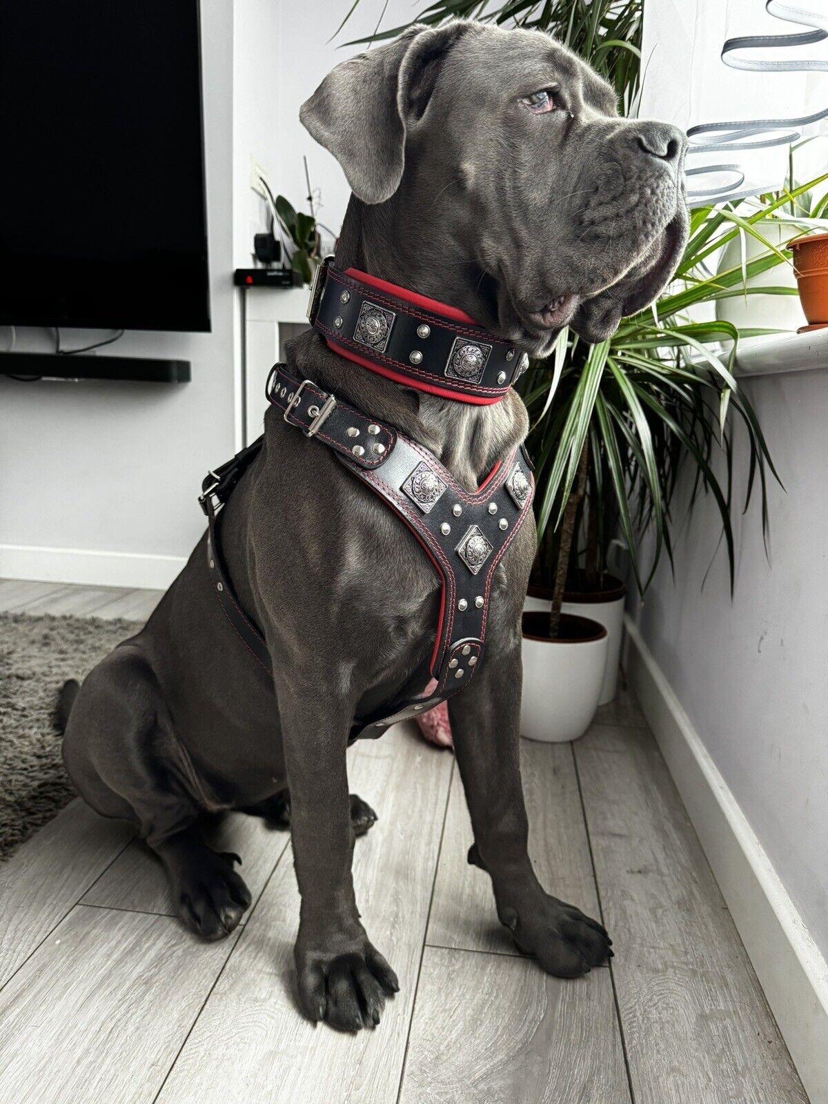 Eros Big Dog Harness, Collar & Leash Set — Black & Red