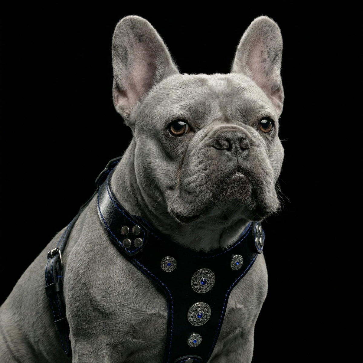 Bijou Harness — Black & Blue (Small to Medium)