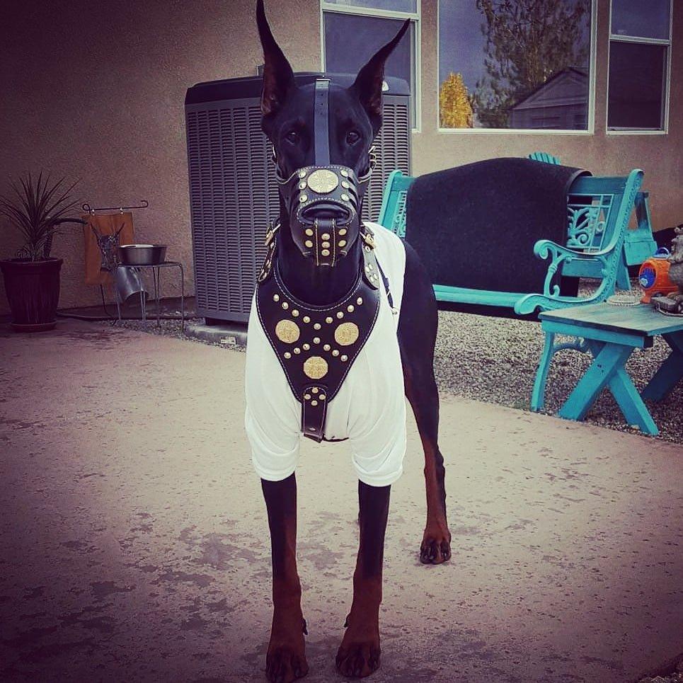 ''Maximus'' Basket Muzzle Black & Gold
