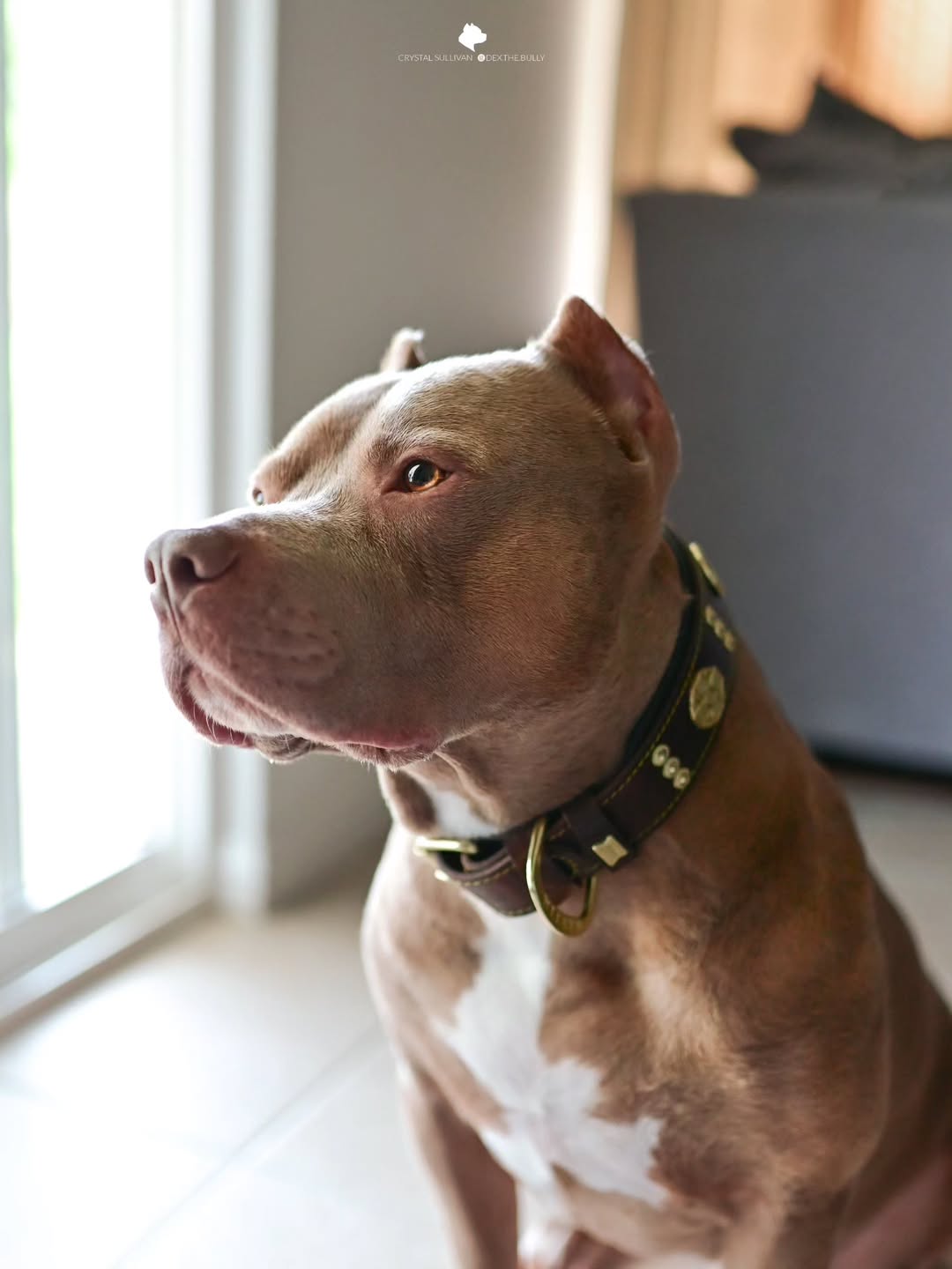 Maximus Collar — Brown & Gold (2.5 Inch)