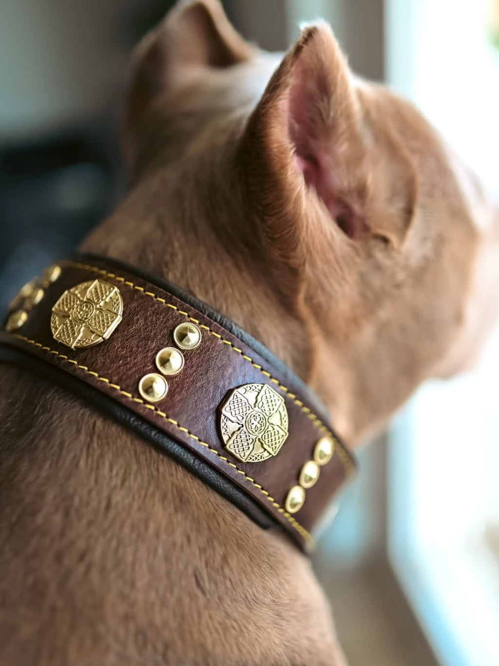 Maximus Collar — Brown & Gold (2.5 Inch)