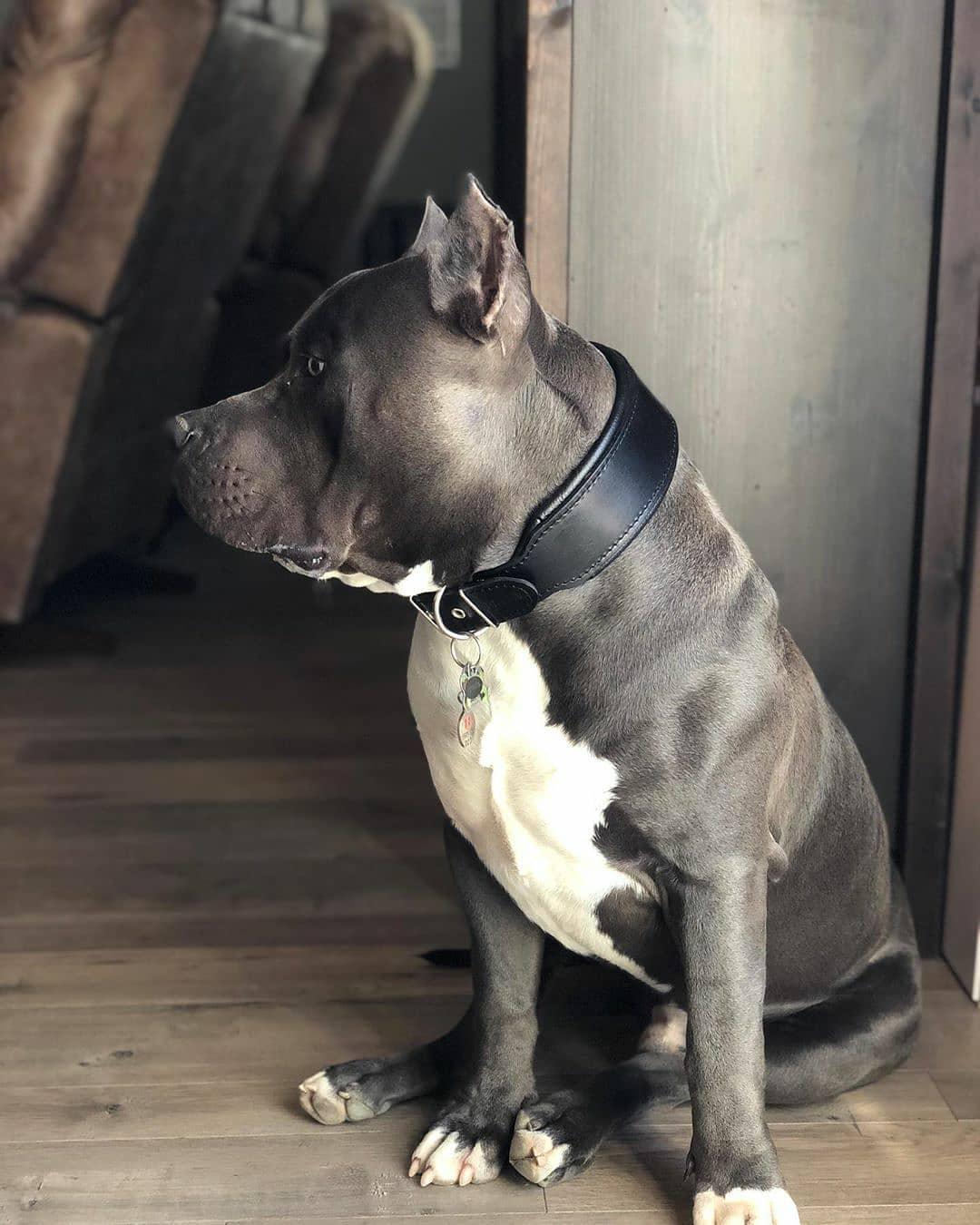 Style Collar — Black