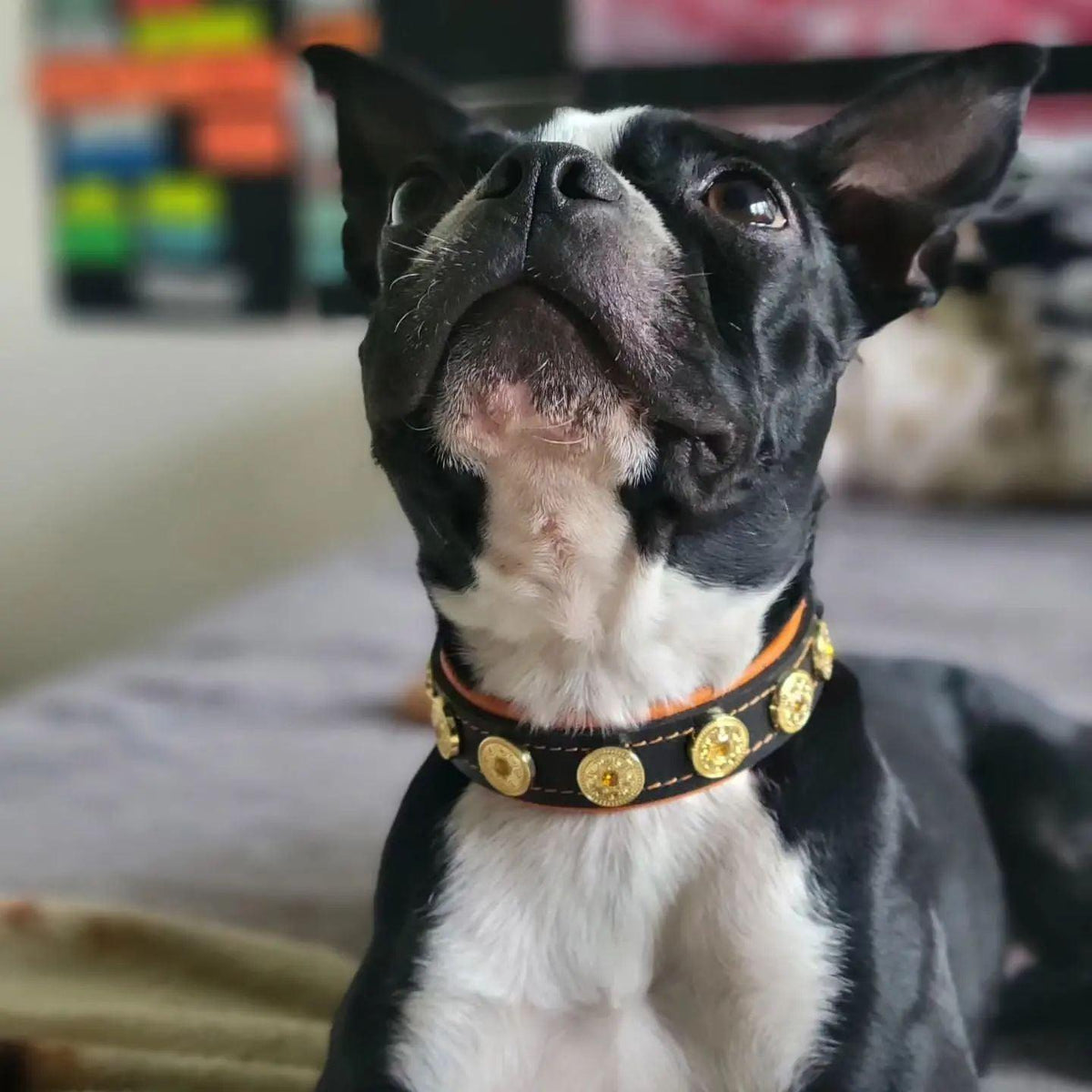 Bijou Puppy Collar