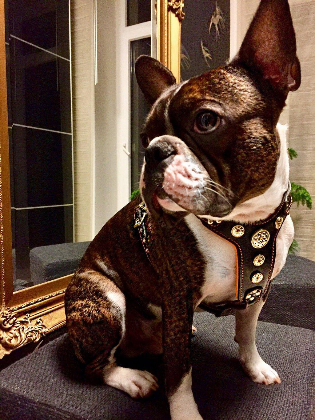 Bijou Harness — Black & Orange (Small to Medium)
