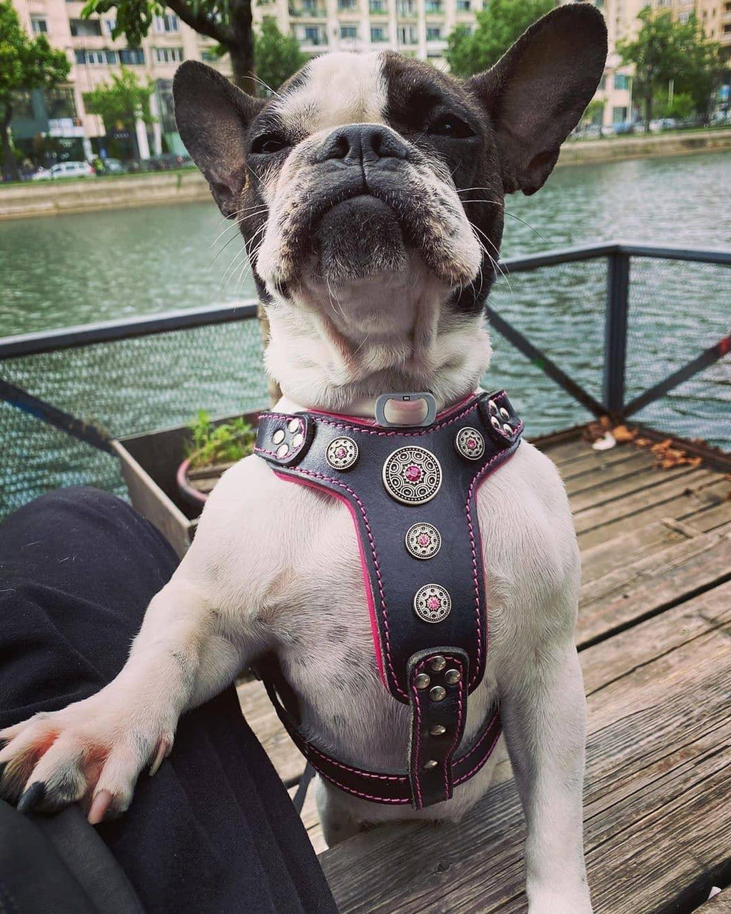 Bijou Harness — Black & Pink (Small to Medium)