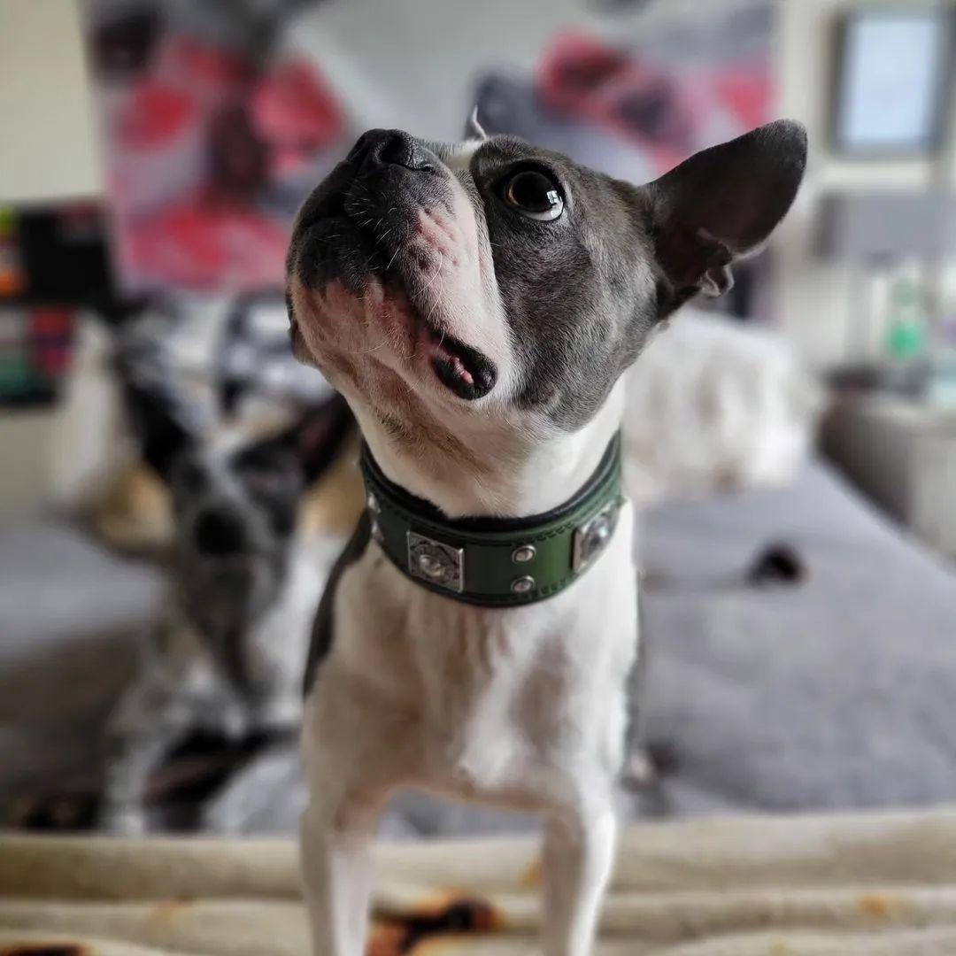 Eros Collar — Green (2 Inch)
