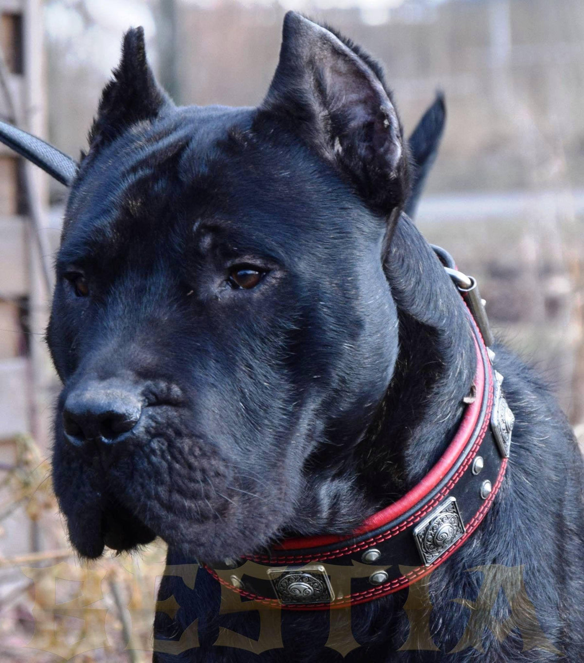 Eros Collar — Black & Red (2.5 Inch)
