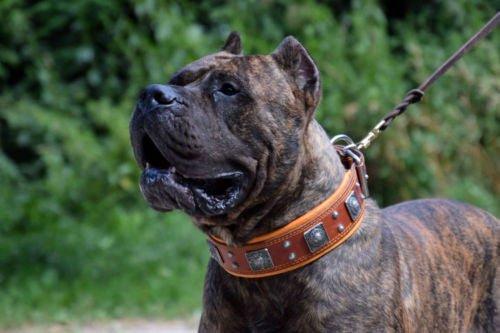 Eros Collar — Brown (2.5 Inch)