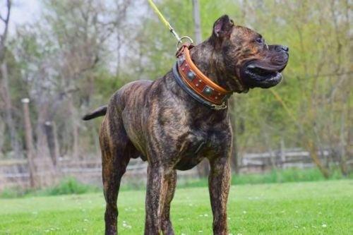 Eros Collar — Brown (2.5 Inch)