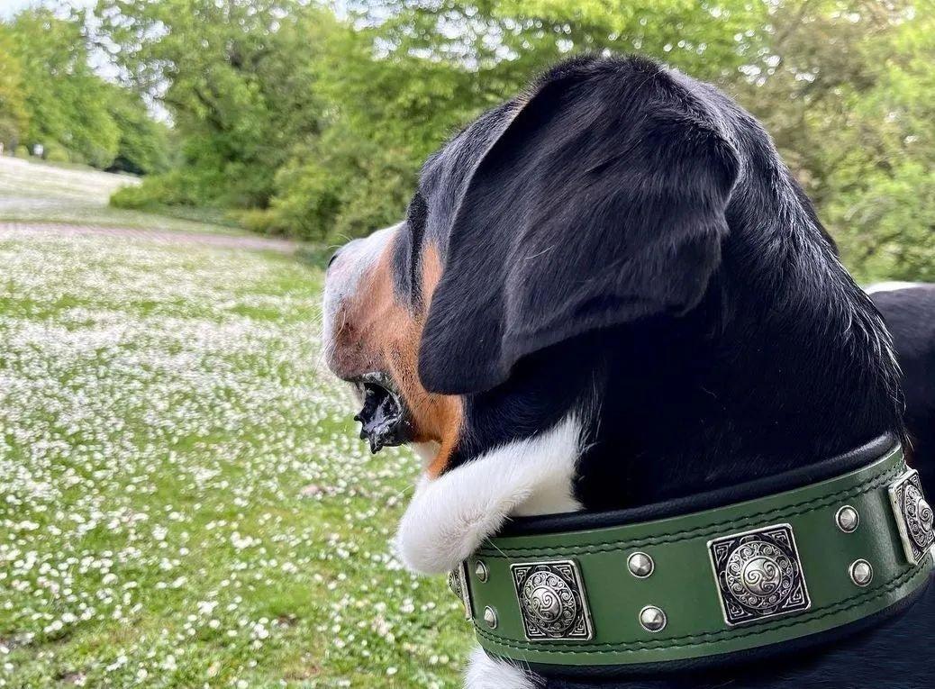 Eros Collar — Green (2.5 Inch)