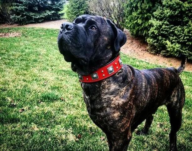 Eros Collar — Red (2.5 Inch)