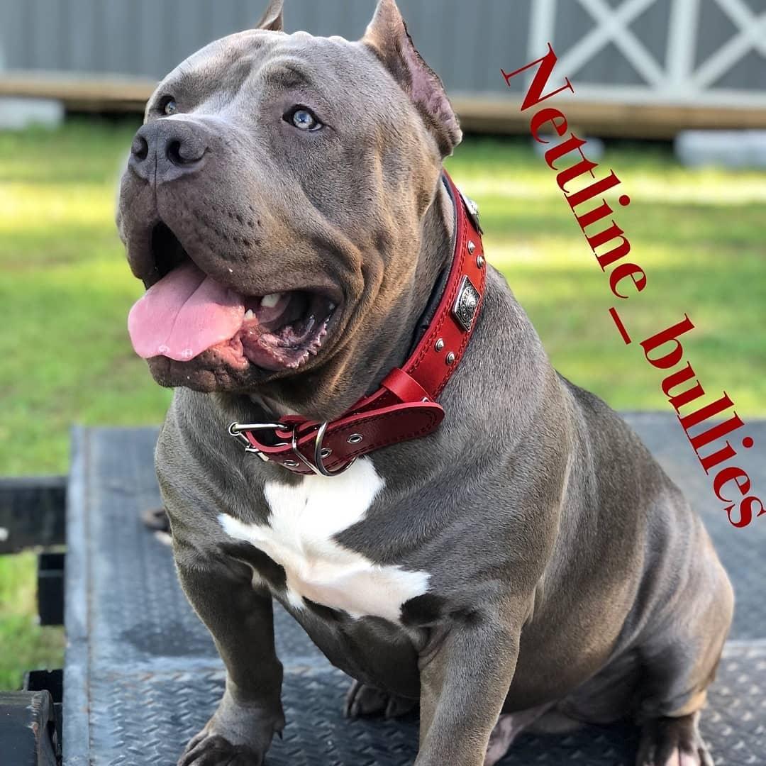 Eros Collar — Red (2.5 Inch)