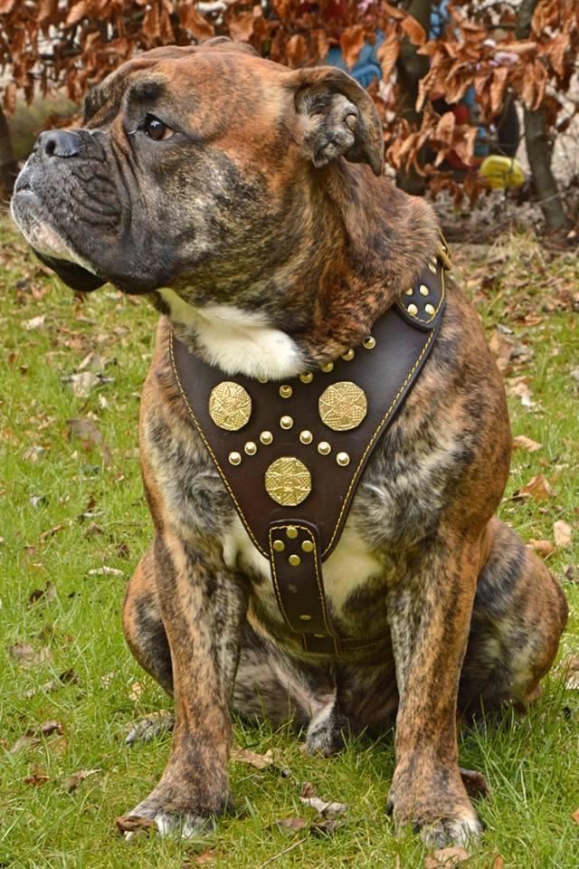 Maximus Harness — Brown & Gold (Big Dog)
