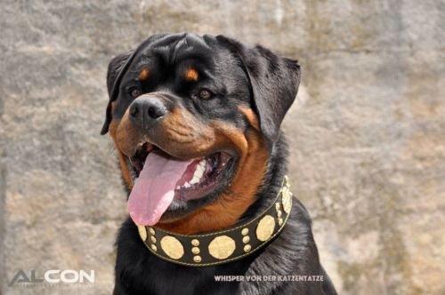 Maximus Collar — Black & Gold (2.5 Inch)