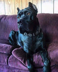 Maximus Collar — Black & Silver (2.5 Inch)