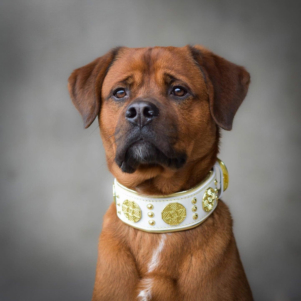 Maximus Collar — White & Gold (2.5 Inch)