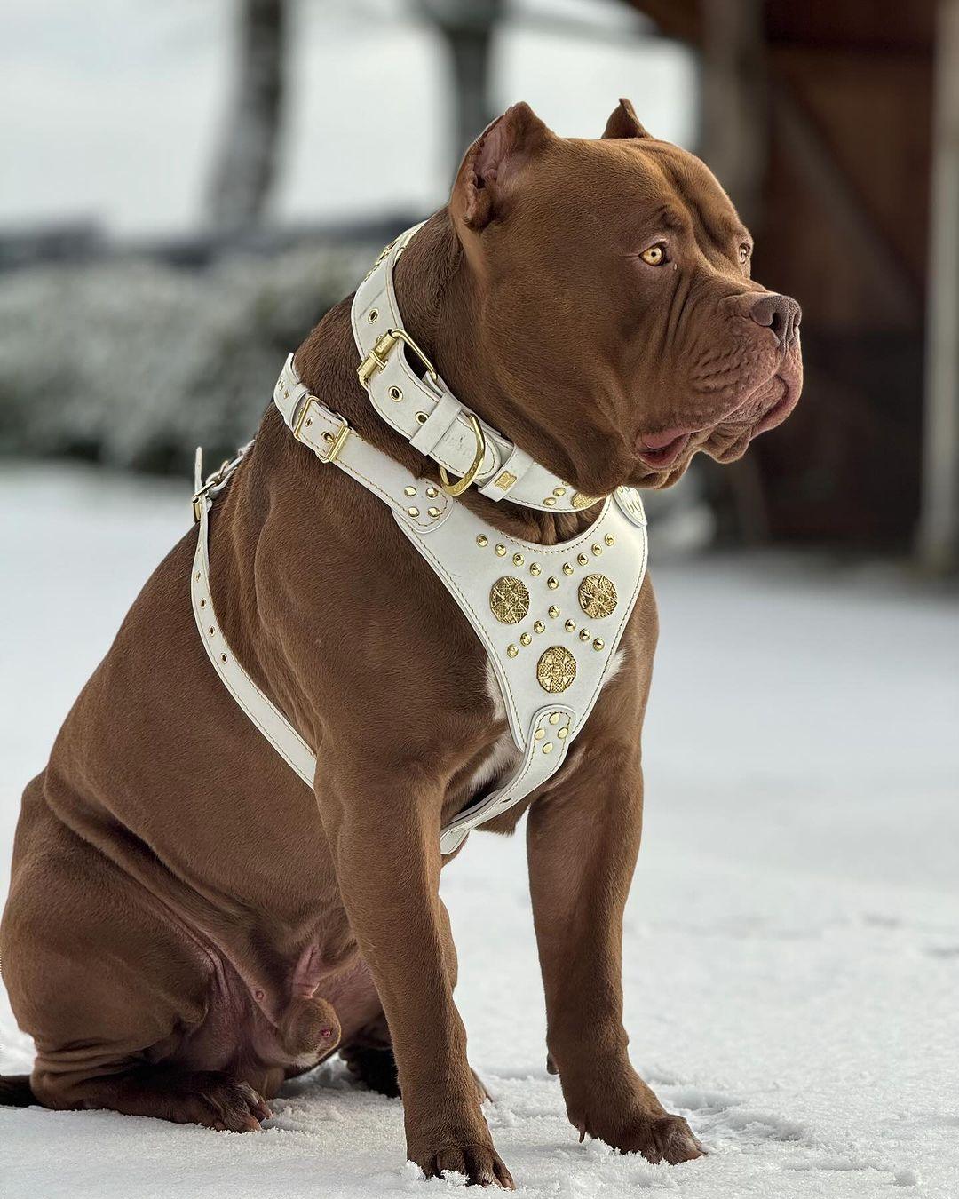 Maximus Collar — White & Gold (2.5 Inch)