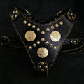 Maximus Harness — Black & Gold (Big Dog)