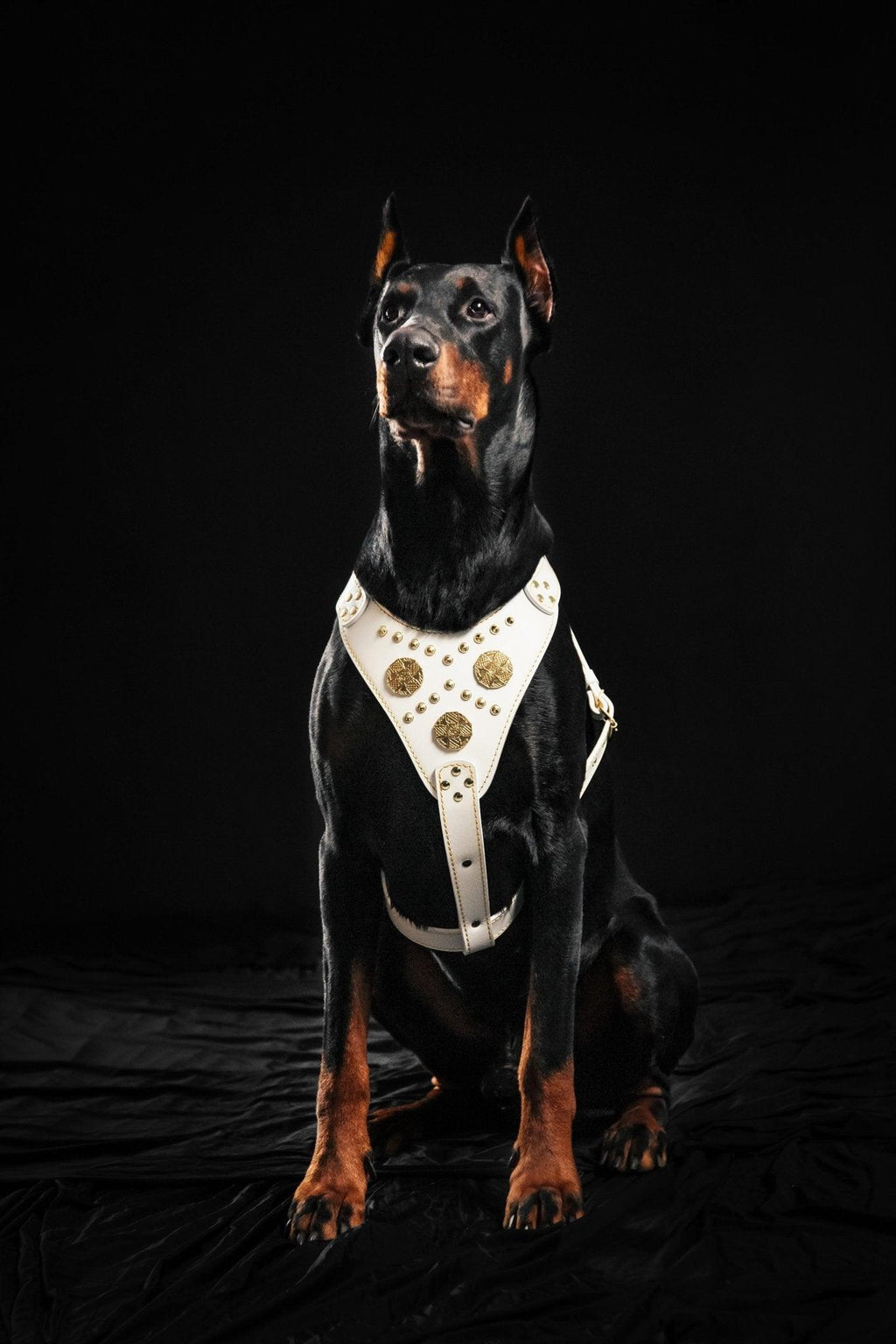 Maximus Harness — White & Gold (Big Dog)