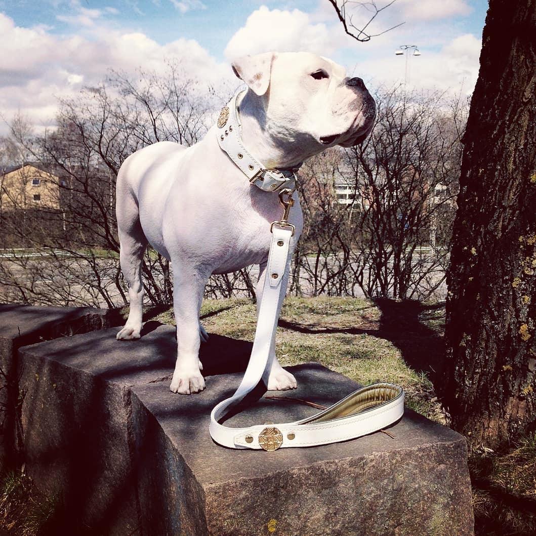 Maximus Leather Leash — White & Gold