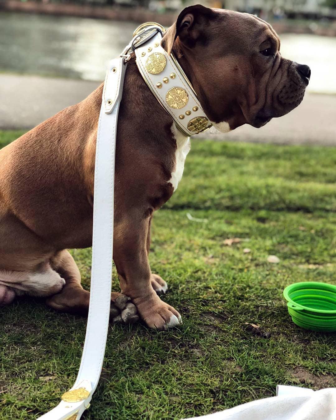 Maximus Leather Leash — White & Gold