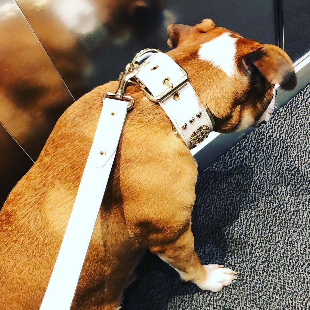 Maximus Leather Leash — White & Gold