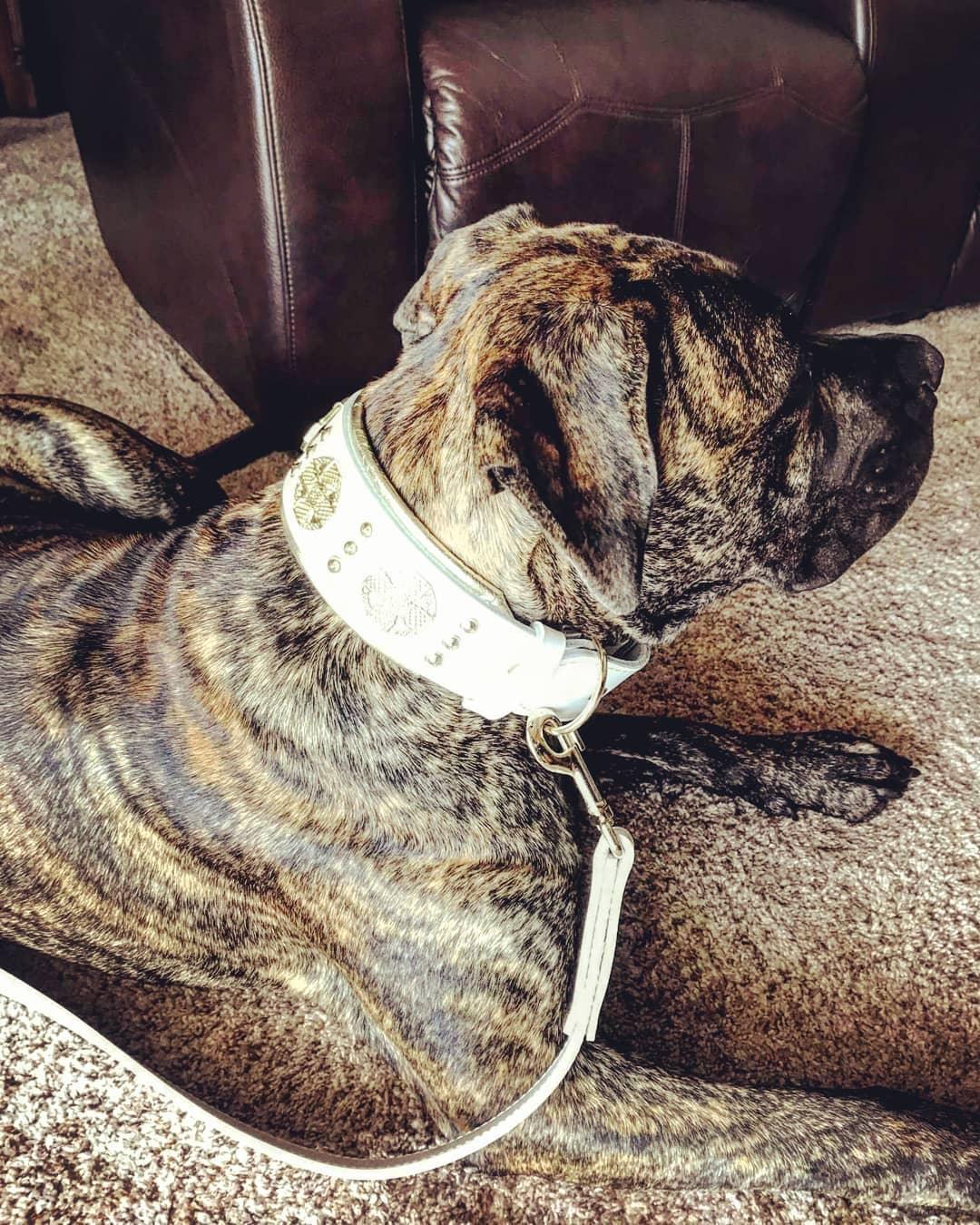 Maximus Leather Leash — White & Gold