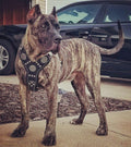 Maximus Harness — Black & Silver (Big Dog)