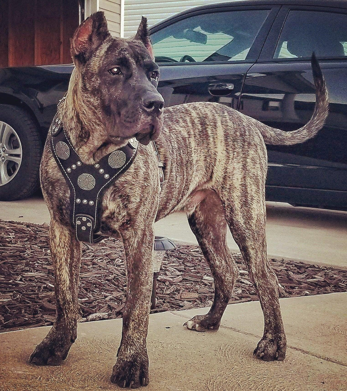 Maximus Harness — Black & Silver (Big Dog)