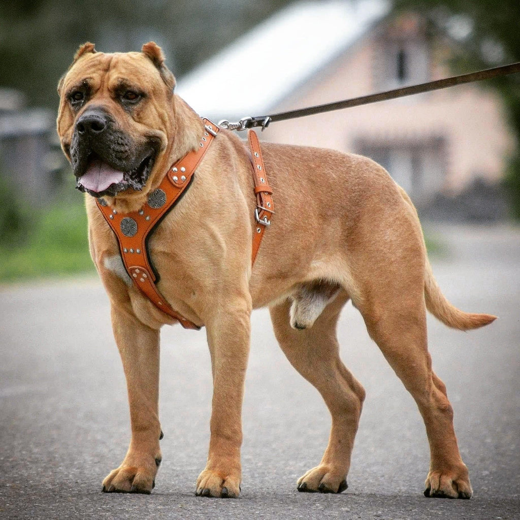 Maximus Harness — Black & Silver (Big Dog)